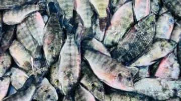 تحديثات الأسعار.. قائمة أسعار الأسماك في أسواق كفر الشيخ الثلاثاء 10 فبراير 2026